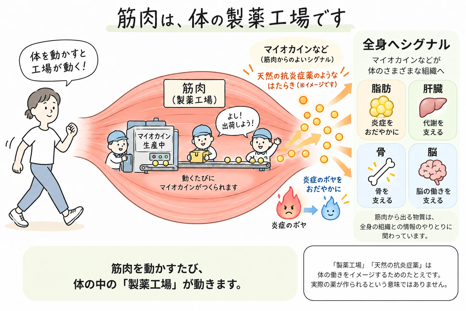 筋肉を動かすと「製薬工場」が動き、マイオカインなどのシグナルが脂肪・肝臓・骨・脳などへ送られ、炎症の調整や代謝などに関わるイメージを示した図。