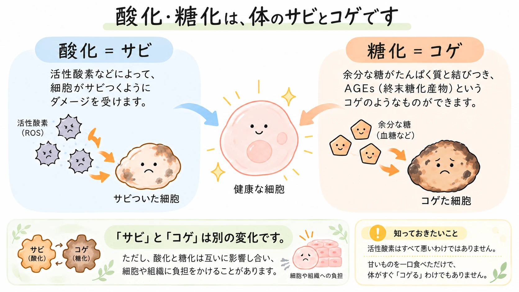 健康な細胞を中央に、左に酸化ストレスを「サビ」、右に糖化・AGEsを「コゲ」として示し、細胞や組織に負担をかけうる別々の変化を比較した図。