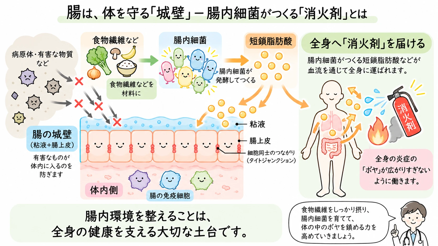 腸管内の病原体や有害物質を粘液と腸上皮の「城壁」が遮り、食物繊維などを材料に腸内細菌が短鎖脂肪酸を作り、「消火剤」のように炎症調整に関わるイメージを示した図。