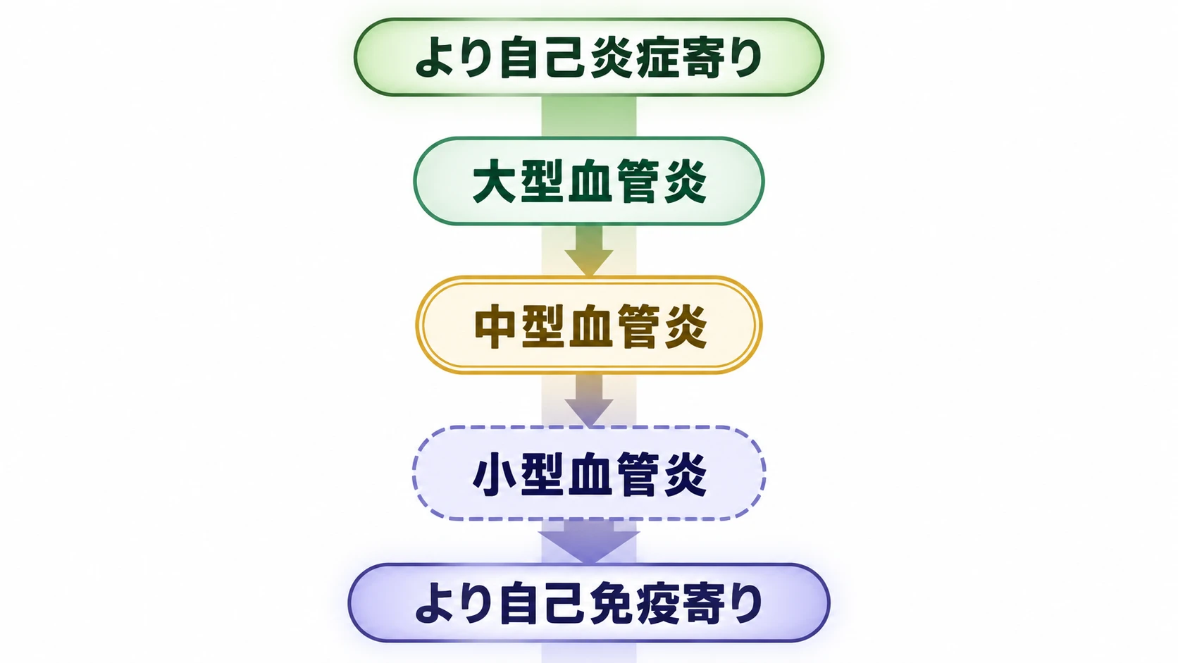 上から「より自己炎症寄り」「大型血管炎」「中型血管炎」「小型血管炎」「より自己免疫寄り」を矢印でつないだ図。大型血管炎ほど自己炎症寄り、小型血管炎ほど自己免疫寄りに位置づける著者の教育モデル。