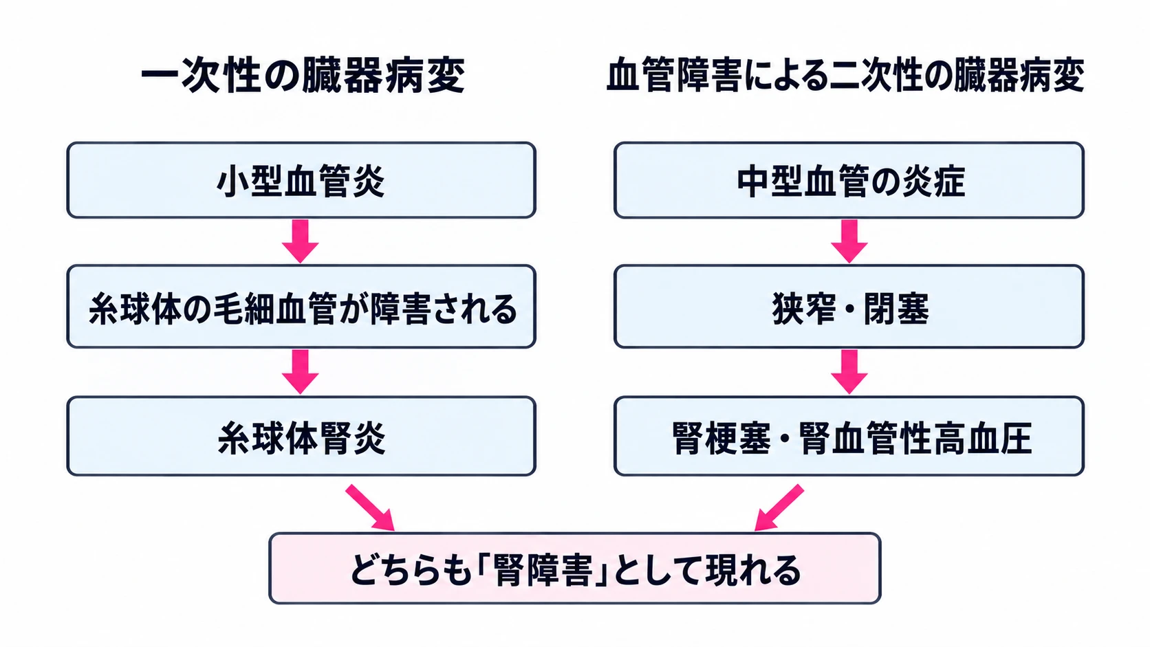 腎臓を例に、一次性と二次性の臓器病変を比べた図。一次性の臓器病変：小型血管炎から、糸球体の毛細血管が障害され、糸球体腎炎に至る。血管障害による二次性の臓器病変：中型血管の炎症から、狭窄・閉塞を経て、腎梗塞・腎血管性高血圧に至る。どちらも「腎障害」として現れる。