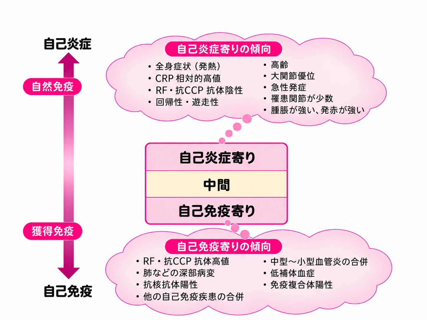 関節リウマチの免疫学的な幅を示す図。縦軸は上が自己炎症（自然免疫）、下が自己免疫（獲得免疫）。中央の箱は自己炎症寄り・中間・自己免疫寄りの3段で、軸の中央よりやや自己免疫側に置かれている。自己炎症寄りの傾向：全身症状（発熱）、CRP相対的高値、RF・抗CCP抗体陰性、回帰性・遊走性、高齢、大関節優位、急性発症、罹患関節が少数、腫脹が強い・発赤が強い。自己免疫寄りの傾向：RF・抗CCP抗体高値、肺などの深部病変、抗核抗体陽性、他の自己免疫疾患の合併、中型〜小型血管炎の合併、低補体血症、免疫複合体陽性。