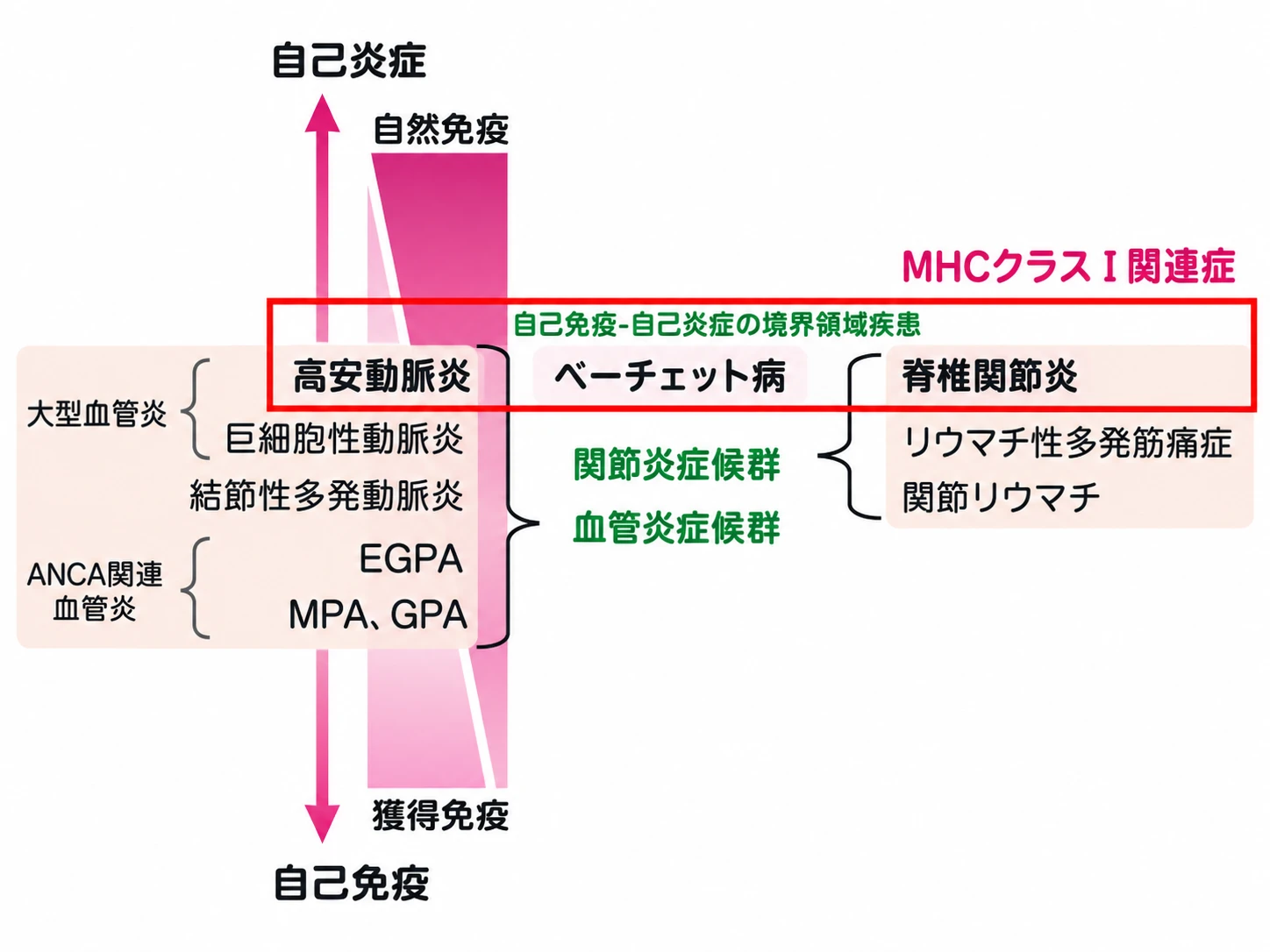 膠原病マップの図。縦軸は上が自己炎症（自然免疫）、下が自己免疫（獲得免疫）。左に血管炎症候群（大型血管炎の高安動脈炎と巨細胞性動脈炎、結節性多発動脈炎、ANCA関連血管炎のEGPAとMPA・GPA）、右に関節炎症候群（脊椎関節炎、リウマチ性多発筋痛症、関節リウマチ）、中央にベーチェット病。高安動脈炎・ベーチェット病・脊椎関節炎が同じ高さに並び、MHCクラスI関連症として赤枠で囲まれ、自己免疫-自己炎症の境界領域疾患と記されている。