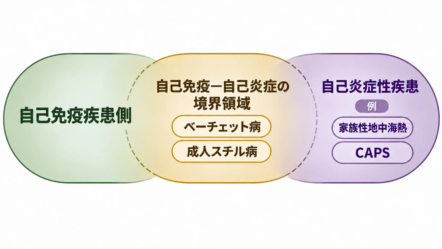 自己免疫疾患側、自己免疫―自己炎症の境界領域、自己炎症性疾患の3つの帯が、左から右へ重なり合う図。境界領域にベーチェット病と成人スチル病、自己炎症性疾患の例として家族性地中海熱とCAPS。